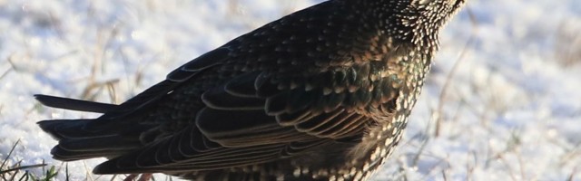 Aasta lind laulab ,,igate keelde“ - Riina MÄRKMIK