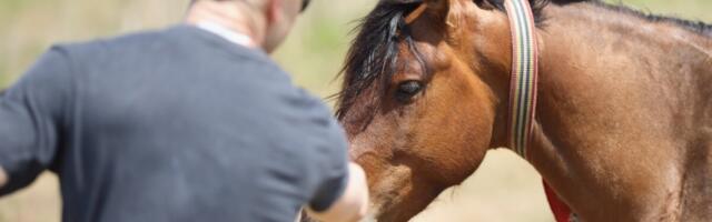 Teraapiahobused aitavad Itaalia neuroloogilistel patsientidel taastuda