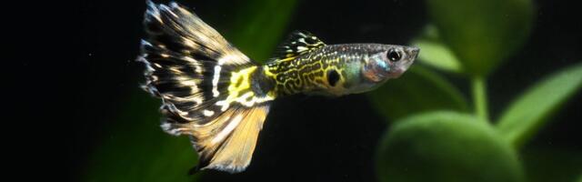 Uimastatud gupid_ vetes leiduvad antidepressandid ohustavad kalade ellujäämisvõimalust