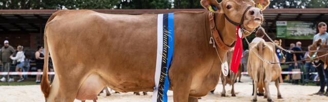 VISS ESTONIA 2024 | Tema on Lille, Eesti maakarja kauneim lehm