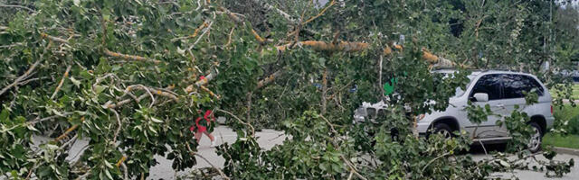 PILDID: Valgas kukkus suur puu autole peale