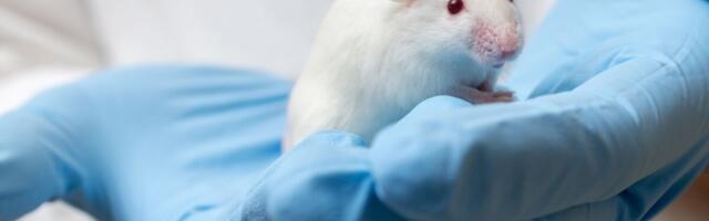 Omicron ei mõjutanud loomkatsetes kopse sama palju kui teised tüved