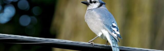 Riina NOORTE NURK: Meie võistkond, Toronto sini/näärid
