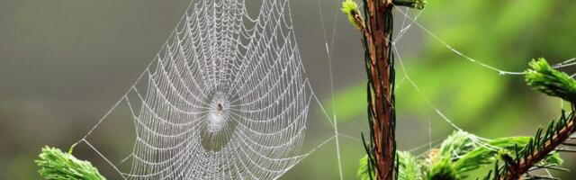 Miks sa ei tohiks kunagi ämblikku tappa – tõde, mida enamik ei tea