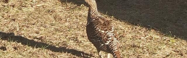 Metsis eksis Paliverre