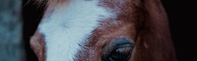 Eriskummalised kaskojuhtumid: lammas lakkus ja hobune hammustas auto katki