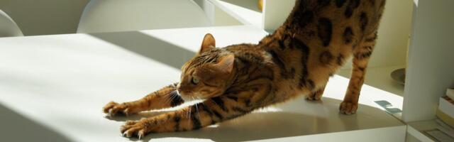 10 sirutuspausi 10 ametikohale! Lisaks 5 harjutust, mis aitavad ennetada terviseprobleeme igal ametipostil