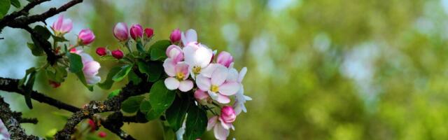 Atmosfääriseire andmed tuuakse avalikkusele lähemale