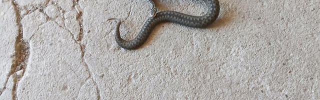 Jõgeva vallas oli kortermaja trepikojas rästik – päästjad tõttasid appi