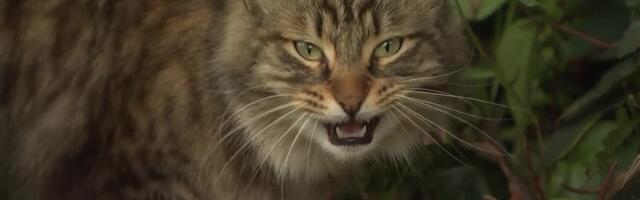 Reporter: Austraalia keelab omapead liikuvad kassid?