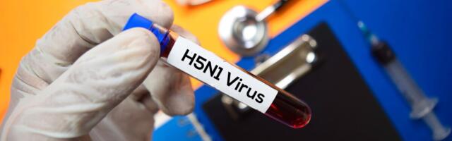 THL: hooajalise gripi vaktsiini saanuil on leitud  osaline ristkaitse ka H5N1 viiruste vastu