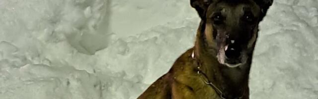 Tõeline jõuluime: Soomes päästis politseikoer sügavale lume alla mattunud lapse