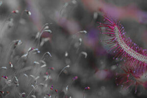 Peeter Laurits Hobusepea galeriis