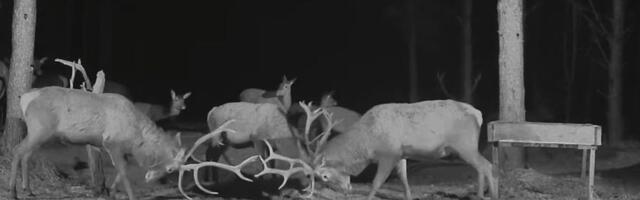 VIDEO | Elu hirveplatsil on lausa keema läinud!