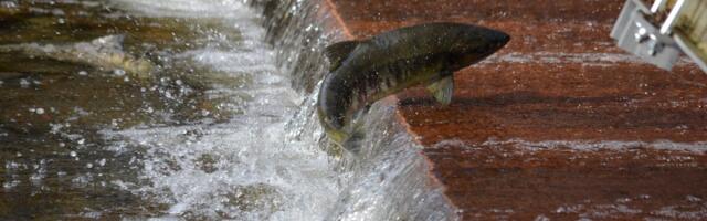 Personalitöötajate palgaraport: palk kasvab, lõhe hüppab kõrgust