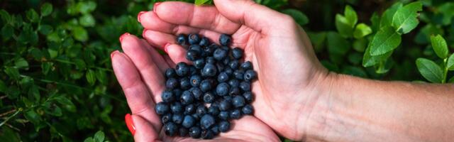 Mustikasaak jääb hiljaks: nii metsas kui kasvandustes on ilm oma mõju avaldanud, kuid mitte ainult negatiivselt