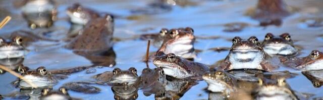 Konnade ränne on mitmel pool Eestis juba alanud