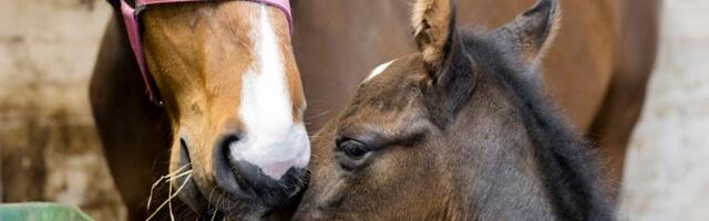 FOTOD | Eesti esimene kloonitud varss on sündinud