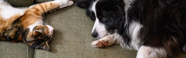 Teadlased selgitasid, kas loomad on võimelised õppima teise liigi „keelt“