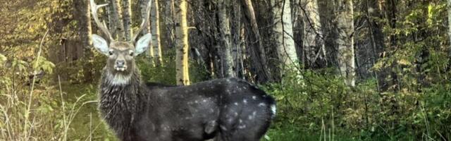 Jahimees: kui tähnikhirv ise koju ei lähe, peame ta välja küttima