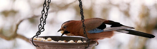 Aialindude lisatoitmine talvel: millal alustada ja kuidas seda teha õigesti