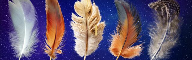 Vali üks sulg ja saa teada, mida su hing praegu kõige rohkem vajab