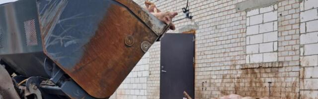 KUUM! Kristi Metsa ja Kalju Tamme- “KAS SIGADE MASSIHUKKAMINE ON IKKAGI KOOSKÕLAS KÕIGI SEADUSTEGA – AVALIK TEABENÕUE!”