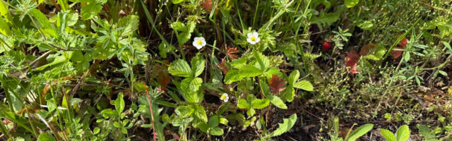 Lugeja fotod: Otepääl maasikas juba punetab