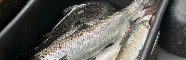 Keskkonnaamet kontrollib taas lõhejõgesid