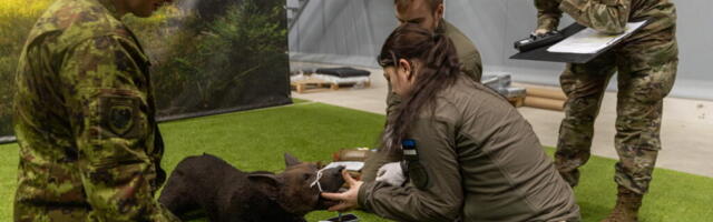 Teenistuskoerte juhid õppisid lahinguväljal viga saanud koertele esmaabi andma