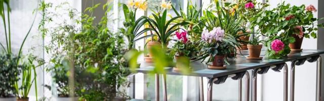 Tallinna Botaanikaaias avatakse toataimede näitus enam kui saja taimega