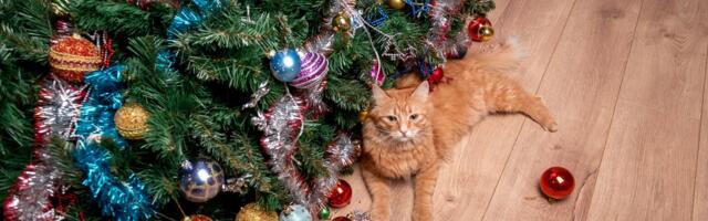 Veidrad õnnetused, mis inimestega jõulude ajal juhtuvad