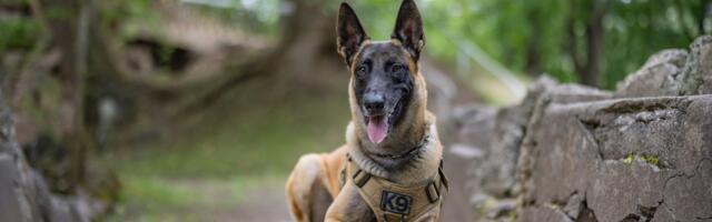 Politseikoer Rikky päästis kodust ära jooksnud ja eluohtlikku olukorda sattunud nooruki elu