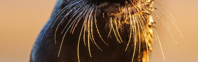 Ligi 10 000 noort pani loodusteadmised RMK metsaviktoriinis proovile