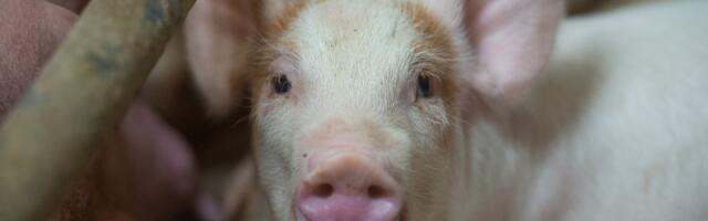 Seakatku tõttu saamata jäänud miljonite mõju ulatub toidutootjatest kaugemale