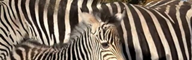 VIDEO | Muhumaal sündis taas väike ime – armas sebrabeebi