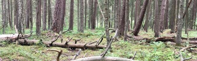 Analüüs: Eesti seadused piiravad metsamajandamist naabritest rangemalt