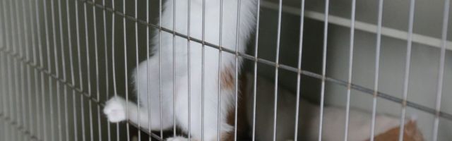 Loomade varjupaik otsib kassipoegade süleshoidjaid