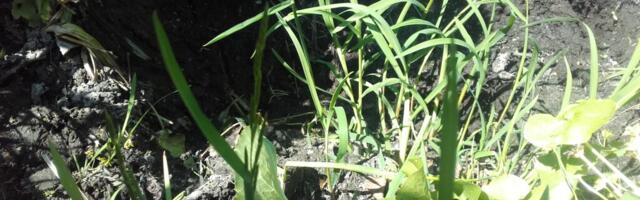 Andres Jaanus: kõige eest on makstud, milles probleem?