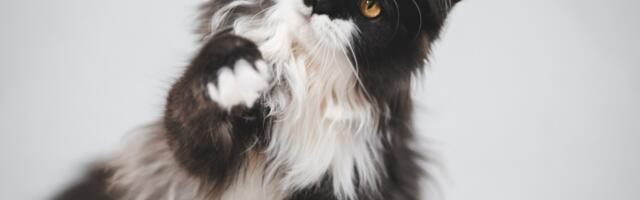 Varjupaikade MTÜ otsib hoiukodusid üle Eesti!