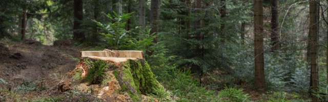 Kohus peatas metsaraie Natura 2000 aladel