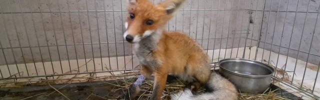 Päite loomapargis kosuvad rebane ja hulganisti kassipoegi