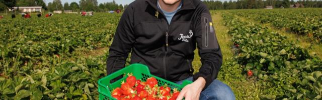 Joosepi talus hävis paduvihmade tõttu pool maasikasaagist