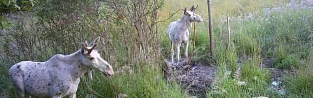 FOTO | Erakordne kaader: Lätis sattusid rajakaamera ette kaks albiinopõtra