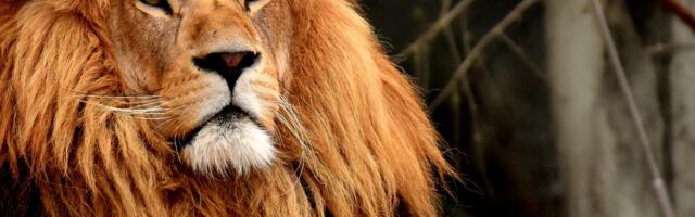 Millise looma aastal sündinud Lõvi oled sina? Millise loomamärgi mõju kujundab sinu iseloomu kõige rohkem