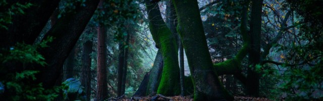 NASA: Maa on praegu rohelisem kui 20 aastat tagasi!