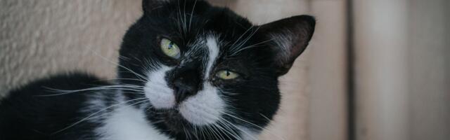 Pesaleidja pikaaegseim asukas: imearmas Marly ootab oma päriskodu 3 aastat