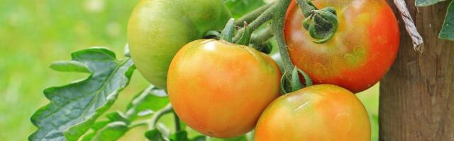 Amet hoiatab teatud riikidest pärit tomatiseemne kasutamise eest