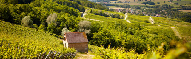 Igor Sööt: Jura veinid – üldsegi mitte mingi jura