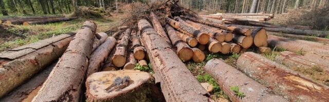 Reformierakond tahab võtta eestlastelt metsa koos ööbikulauluga